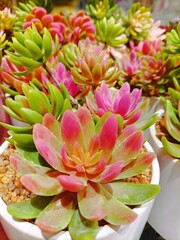 Fototapeta premium Closeup on beautiful flower bouquet