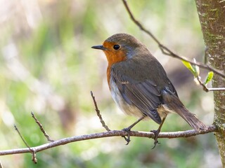 Robin (Erithacus rubecula) woodland background, bird a British European garden songbird with a red or orange breast often found on Christmas cards, sitting sitting on branch tree.