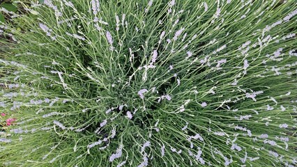 green grass with dew drops