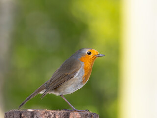 Robin (Erithacus rubecula) woodland background, bird a British European garden songbird with a red or orange breast often found on Christmas cards, sitting sitting on branch tree.