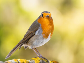 Robin (Erithacus rubecula) woodland background, bird a British European garden songbird with a red or orange breast often found on Christmas cards, sitting sitting on branch tree.
