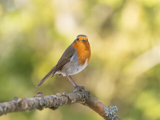 Robin (Erithacus rubecula) woodland background, bird a British European garden songbird with a red or orange breast often found on Christmas cards, sitting sitting on branch tree.