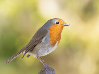 Robin (Erithacus rubecula) woodland background, bird a British European garden songbird with a red or orange breast often found on Christmas cards, sitting sitting on branch tree.