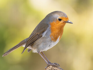 Robin (Erithacus rubecula) woodland background, bird a British European garden songbird with a red or orange breast often found on Christmas cards, sitting sitting on branch tree.