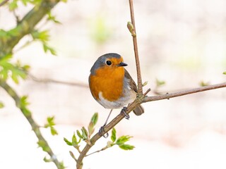 Robin (Erithacus rubecula) woodland background, bird a British European garden songbird with a red or orange breast often found on Christmas cards, sitting sitting on branch tree.