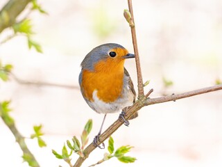 Robin (Erithacus rubecula) woodland background, bird a British European garden songbird with a red...