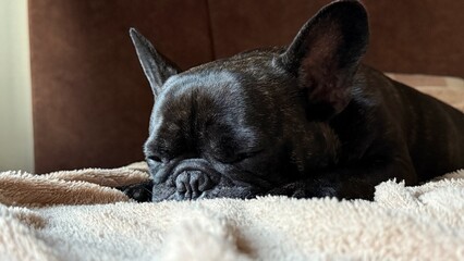 Sleeping French Bulldog on Soft Blanket in Cozy Room