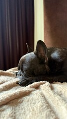 Sleeping French Bulldog on Soft Blanket in Cozy Room