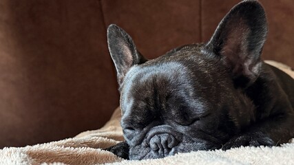 Sleeping French Bulldog on Soft Blanket in Cozy Room