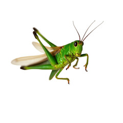 Isolated green grasshopper insect macro photography close up wildlife nature on transparent background