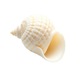 Isolated white seashell ocean beach sea nature summer marine life conch shell on transparent background