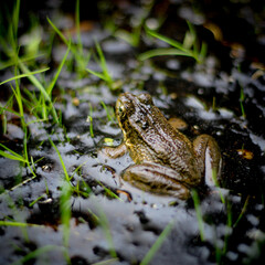 close-up of a frog in a marsh surrounded by water and blades of grass