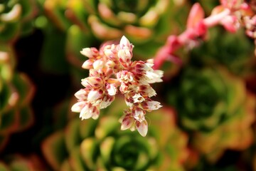 planta flor suculenta