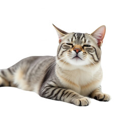 Obraz premium Silver tabby cat lying down resting sleepy adorable feline pet animal isolated on transparent background