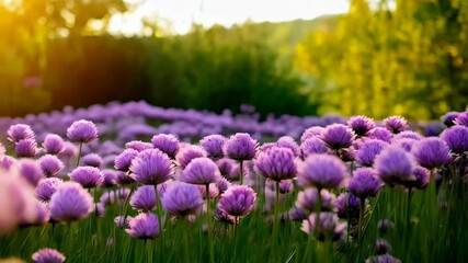 Lush meadow filled with vibrant purple allium flowers bathed in warm sunlight, creating a serene and picturesque natural landscape