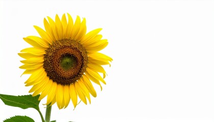 Fototapeta premium sunflower isolated on white background