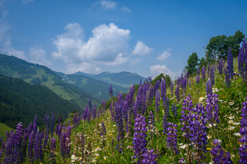 Lupines Mountain Austria Zell am See