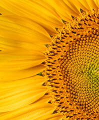 sunflower, bee , girasol, macro, garden, spring, landscape