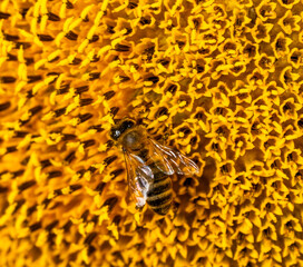 sunflower, bee , girasol, macro, garden, spring, landscape