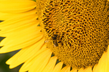 sunflower, bee , girasol, macro, garden, spring, landscape