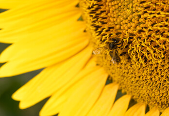 sunflower, bee , girasol, macro, garden, spring, landscape