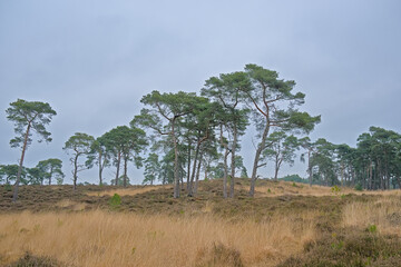 pine trees in the Heahther of Kalmthout on a cold rainy winter day Flanders, Belgium 