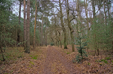 Hiking trail through a pine forest n Kalmthout heath nature reserve

