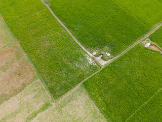 Drone View of Paddy Fields with Irrigation System in Rural Bangladesh