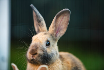 A Detailed Closeup of an Inquisitive Rabbit Captured in a Lush Green Outdoor Environment