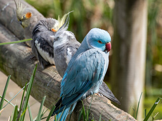 Blue Ring-necked Parakeet, Psittacula krameri, Vibrant Blue Indian Ringneck Parakeet on a Branch in...