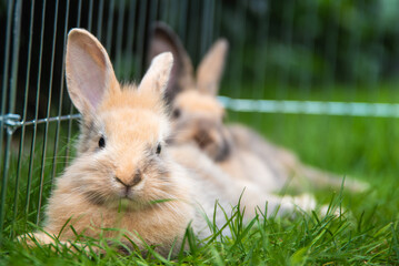 Two rabbits lying on a grass in shade