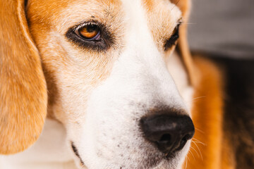 A CloseUp Image of a Relaxed Beagle with Very Expressive Features All Over Its Face