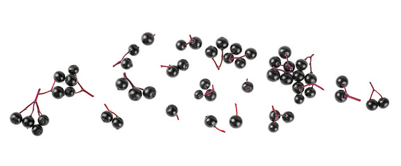 Fresh berries of Sambucus isolated on a white background, top view. Forest elderberry.