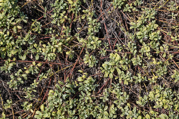  Lipochaeta integrifolia, Lipochaeta, common name nehe, is a genus of flowering plants in the...