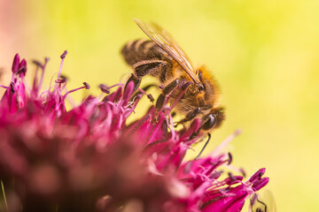 A Beautiful Bee Pollinating a Colorful Flower Amidst Natures Wonder and Beauty