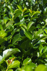 A CloseUp View of Lush Green Cherry laurel Leaves Illuminated by the Beautiful Natural Light Around