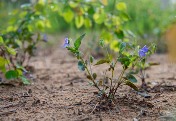 spring flowers growing in the soil