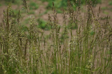 Golden oat grass, Trisetum Flavescens. Yellow oats at the edge of a field path in Lower Saxony, Germany in May.