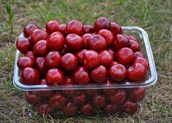 Freshly picked ripe cherries in transparent plastic box placed on green grass, perfect for harvest, local farming, organic fruit market and healthy natural lifestyle visuals