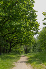 Apple orchard on a summer day, a path in the middle of the trees