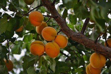 Ripe apricots hanging on tree. Branch of a fruit tree with ripe apricots in golden-orange hue....