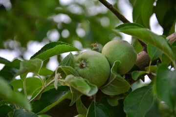 Green apple tree with round fruits. Apple tree full of unripe green fruits. Early season growth and dense leaf cover.