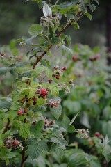 Red berries on green-leaf bush in garden. Red berries on a green-leaved shrub growing in a home garden. Summer scene with fruit and foliage.