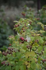 Ripening red berries on a green bush. Small red raspberries begin to ripen on a dense green bush. Natural light and rich foliage.