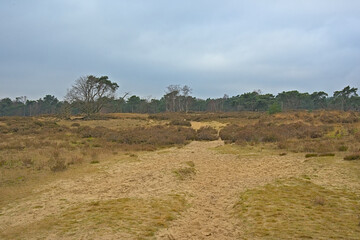 Fototapeta premium Heather of Kalmthout on a cold rainy winter day Flanders, Belgium 