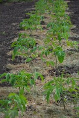 Tomato seedlings planted in garden rows. Young tomato seedlings growing in neat rows in a garden bed. Soil mulched and ready for summer harvest.