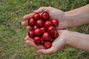 Pair of cupped hands holding fresh sweet cherries above the green grass. Summer fruit in a natural setting. Healthy harvest of red berries outdoors.