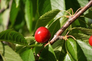 Close-up of ripe red cherries in a transparent plastic box on the grass. Freshly picked sweet cherries in the garden. Summer harvest of juicy and healthy berries.