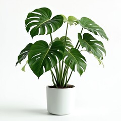 Monstera plant in a white pot against a white background. The image showcases lush green leaves, ideal for home decor, interior design. Botanical theme, nature, and minimalist aesthetic.