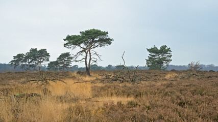 Sandy landscape with spruce trees and grass in Kalmthout heath nature reserve, Belgium 